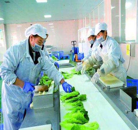 净菜加工